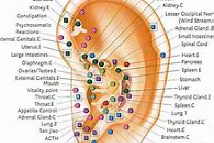 Аурикулотерапия. Аурикулотерапия в картинах. Internal points. Гепатит с и активные точки.