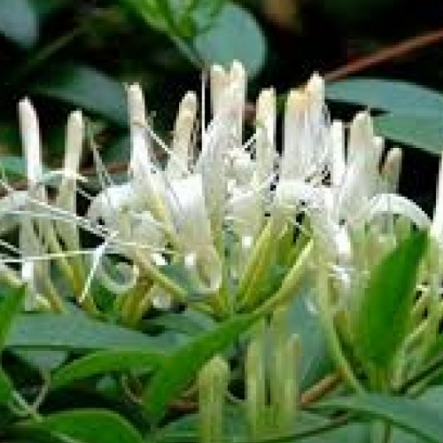 flos lonicera japonica