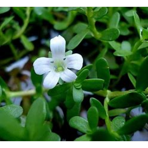 bacopa monnieri