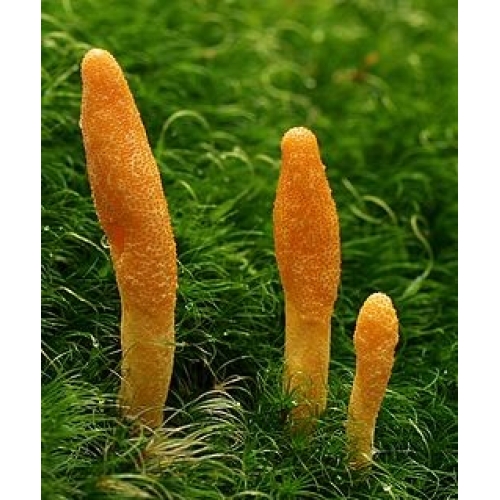 cordyceps sinensis