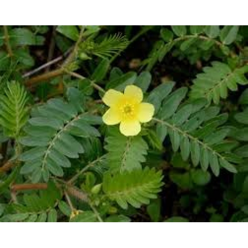 tribulus terrestris