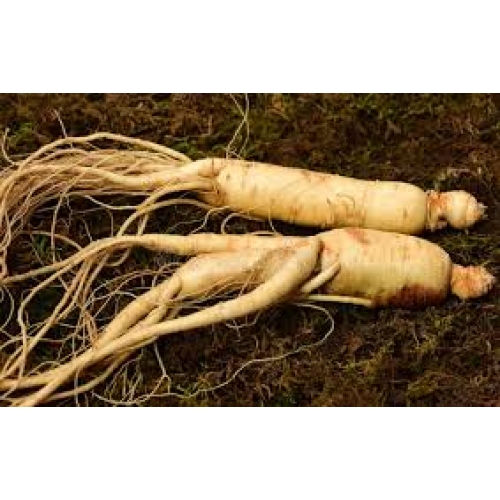 radix ginseng rubra - hong shen