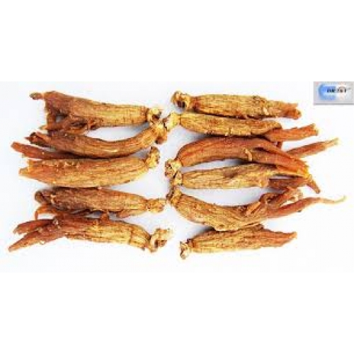 radix ginseng rubra - hong shen