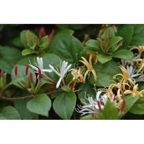 flos lonicera - jin yin hua