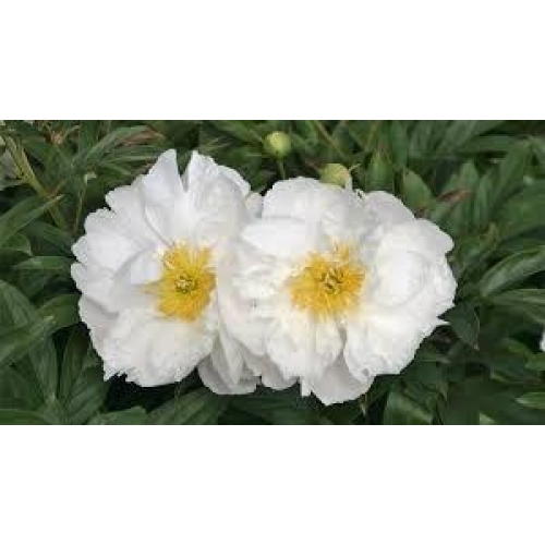 radix paeonia lactiflora - bai shao