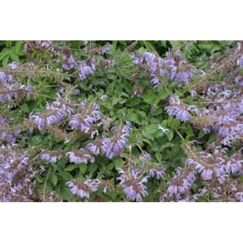 radix salvia milthiorrhizae - dan shen