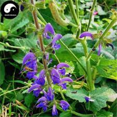 radix salvia milthiorrhizhae - dan shen