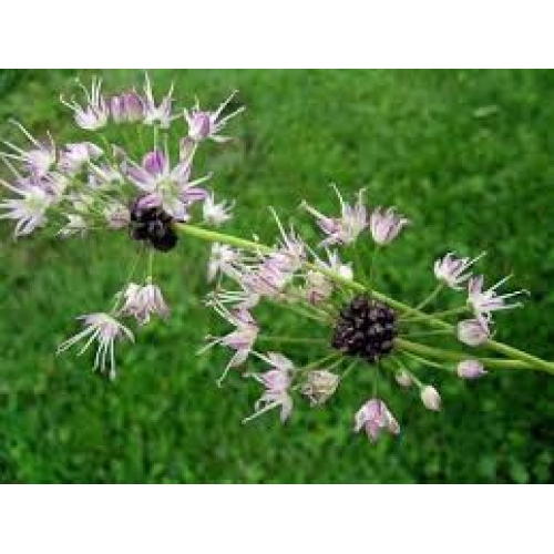 bulbus allium - xie bai