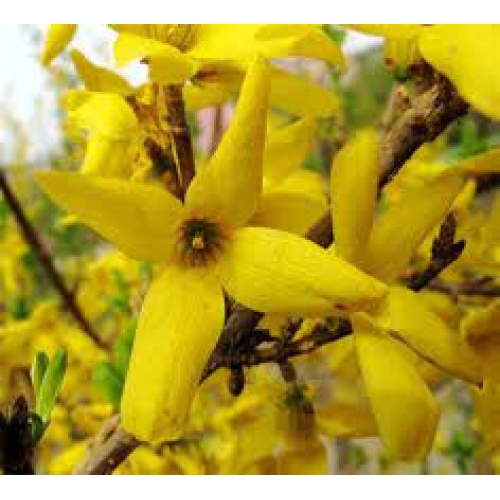 fructus forsythia - lian qiao