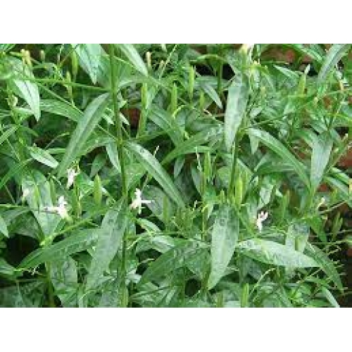 herba andrographis - chuan xin lian