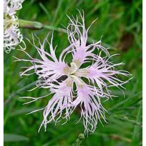 herba dianthus - qu mai