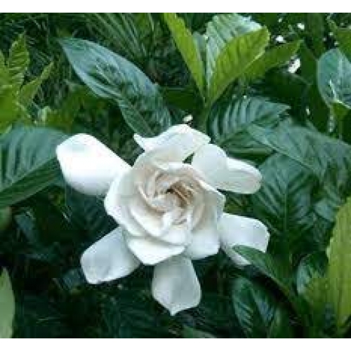 fructus gardenia - zhi zi