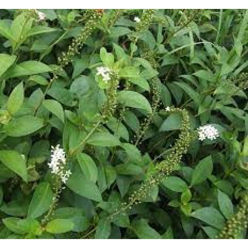 herba lysimachia - jin qiao cao