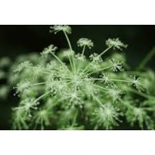 radix angelica pubescens - du huo