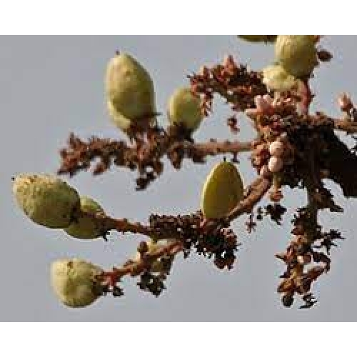 boswellia serrata