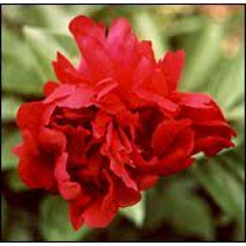 radix paeonia rubra - chi shao