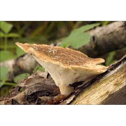 polyporus umbellatus - zhu ling