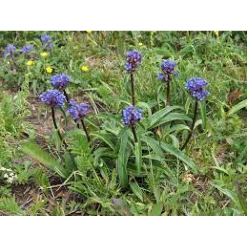 radix gentiana macrophylla - qin jiao