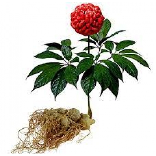 radix notoginseng - san qi