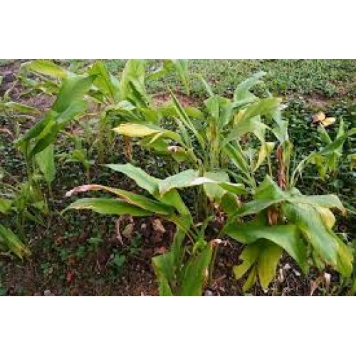 rhizoma curcuma longa - jian huang