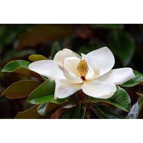 cortex magnolia officinalis - hou po