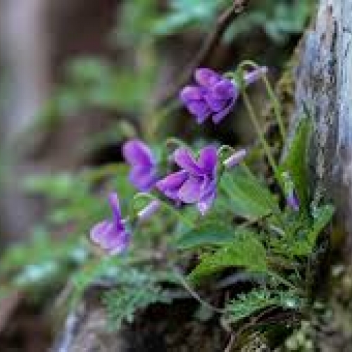 herba viola - zhi hua di ding