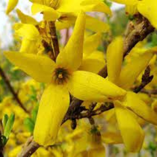 fructus forsythia - lian qiao