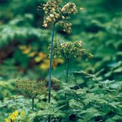 radix angelica sinensis - dang gui