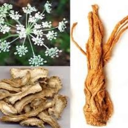 radix angelica sinensis - dang gui