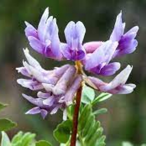 radix astragalus - huang qi