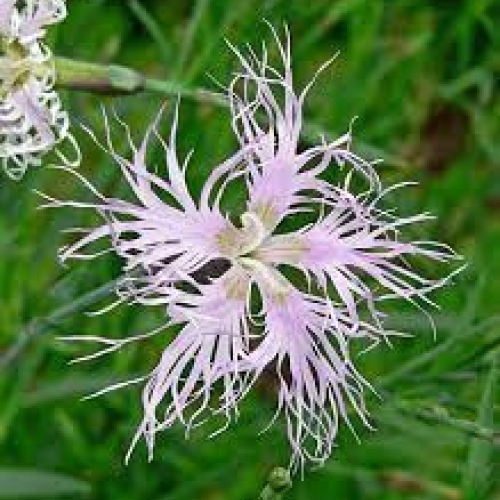 herba dianthus - qu mai