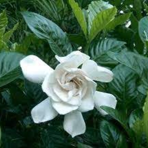 fructus gardenia - zhi zi