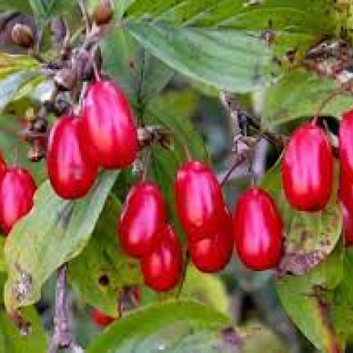 fructus cornus - shan zhu ye