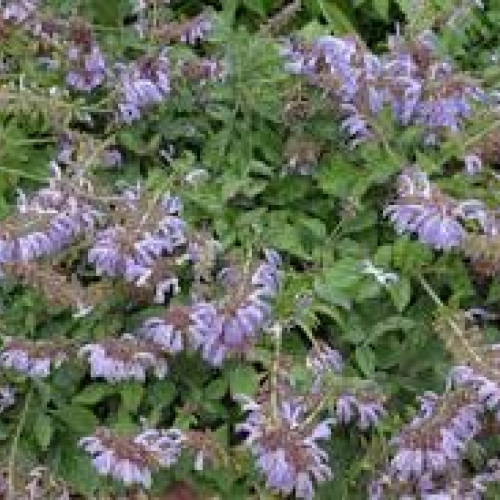 radix salvia milthiorrhizae - dan shen