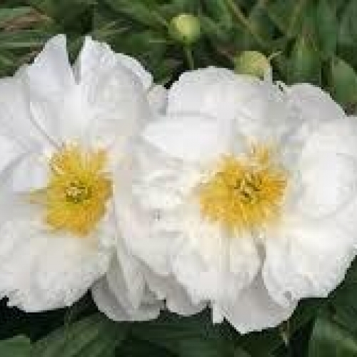 radix paeonia lactiflora - bai shao