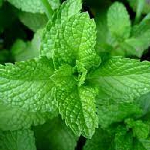 herba mentha - bo he