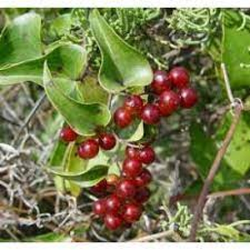 rhizoma smilacis glabrae - tu fu ling