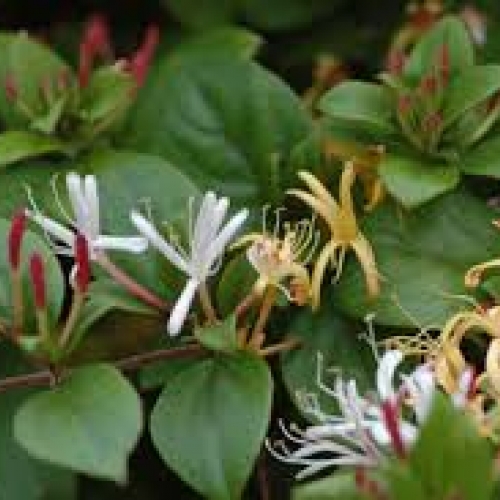 flos lonicera - jin yin hua