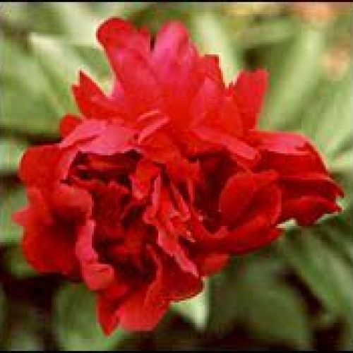 radix paeonia rubra - chi shao