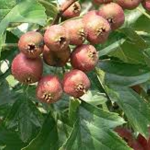 fructus crataegus - shan za