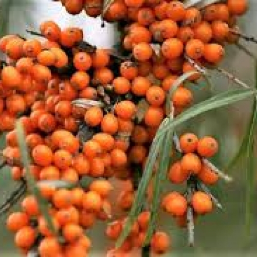 fructus hippophae rhamnoides - sha ji